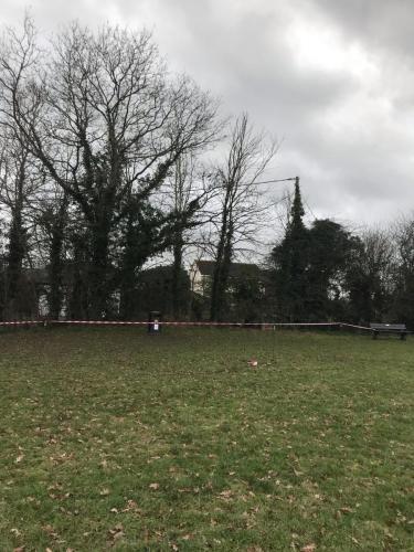 Dead elms 1